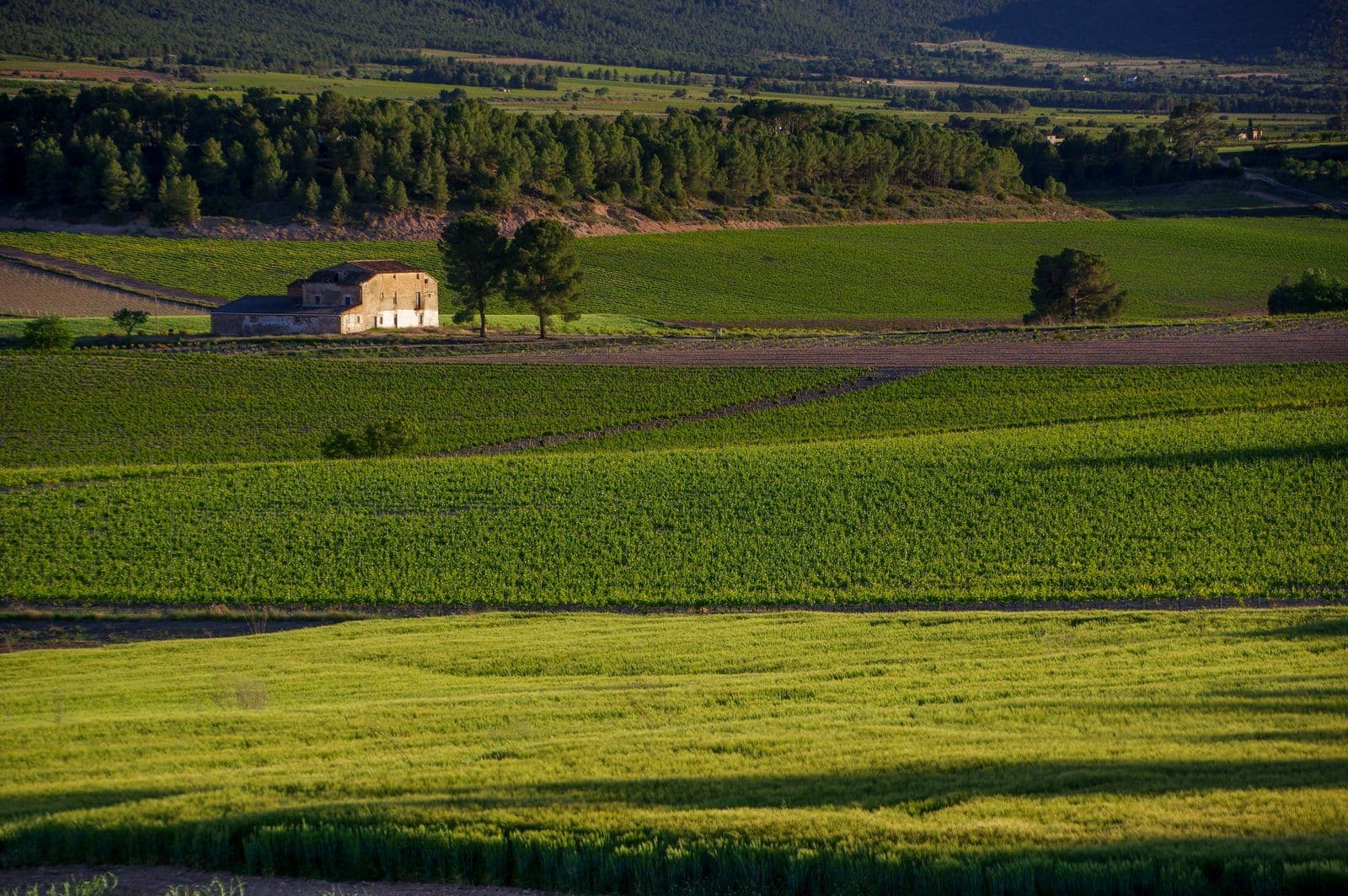 Wijngaarden met een oude stenen finca bij Fontanars dels Alforins, in het hart van Terres dels Alforins